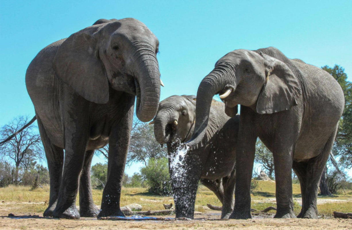 Hwange Nationalpark