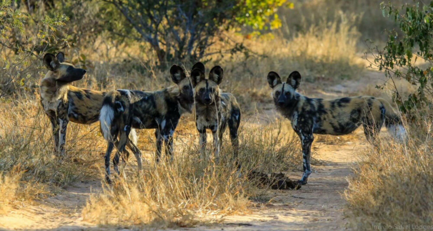Hwange Nationalpark