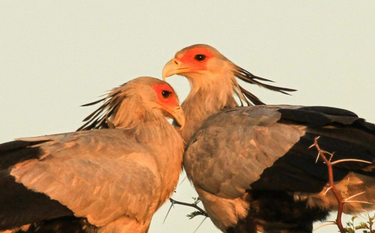 Hwange Nationalpark