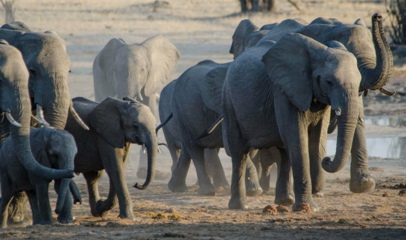 Hwange Nationalpark