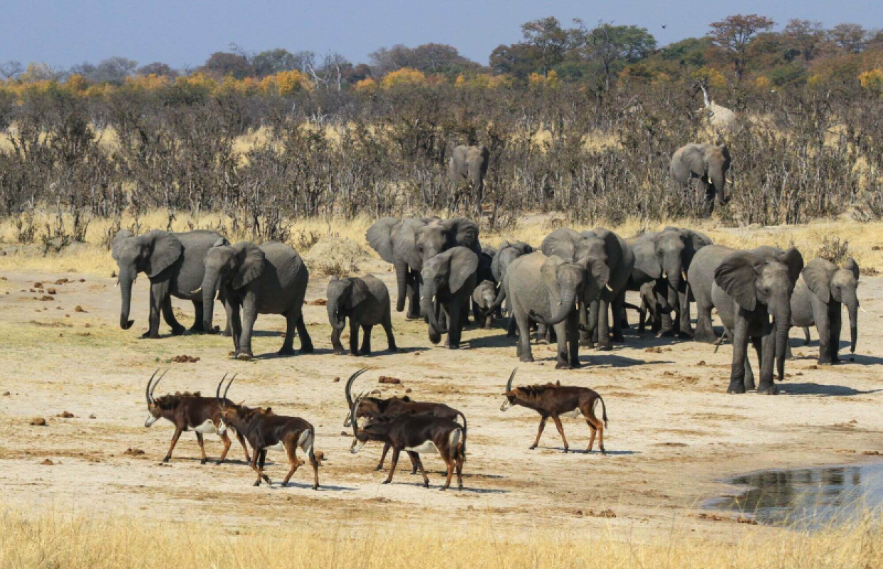 Hwange Nationalpark