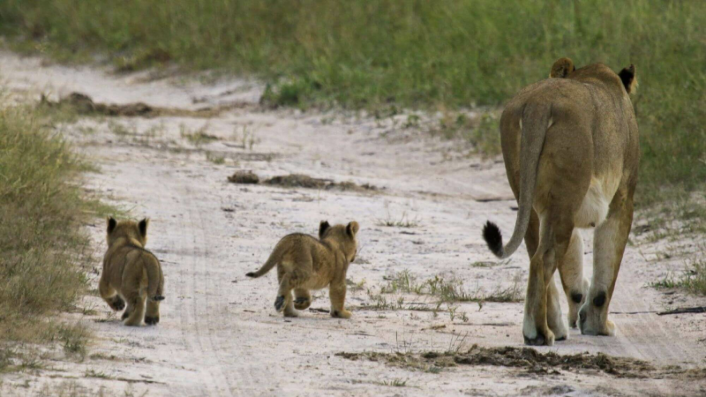 Hwange Nationalpark
