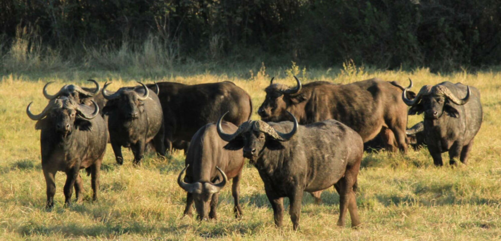 Hwange Nationalpark