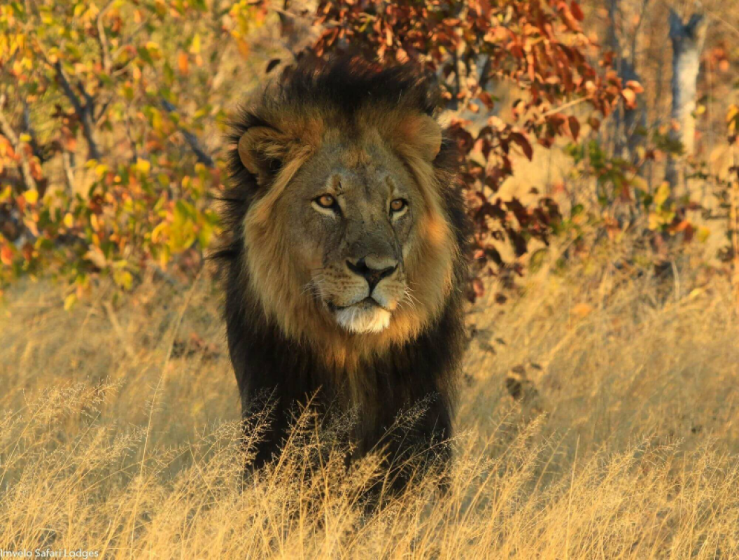 Hwange Nationalpark