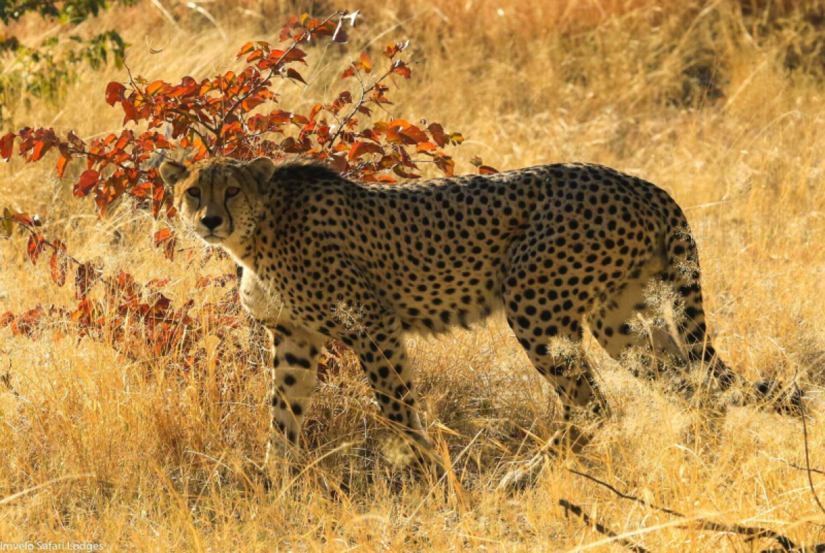 Hwange Nationalpark