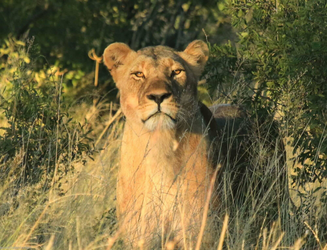 Hwange Nationalpark