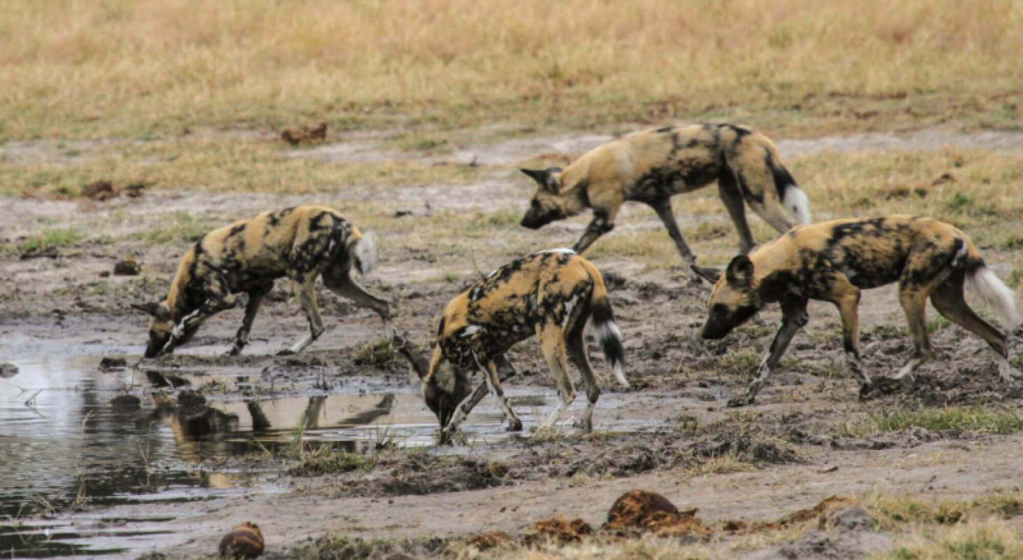 Hwange Nationalpark