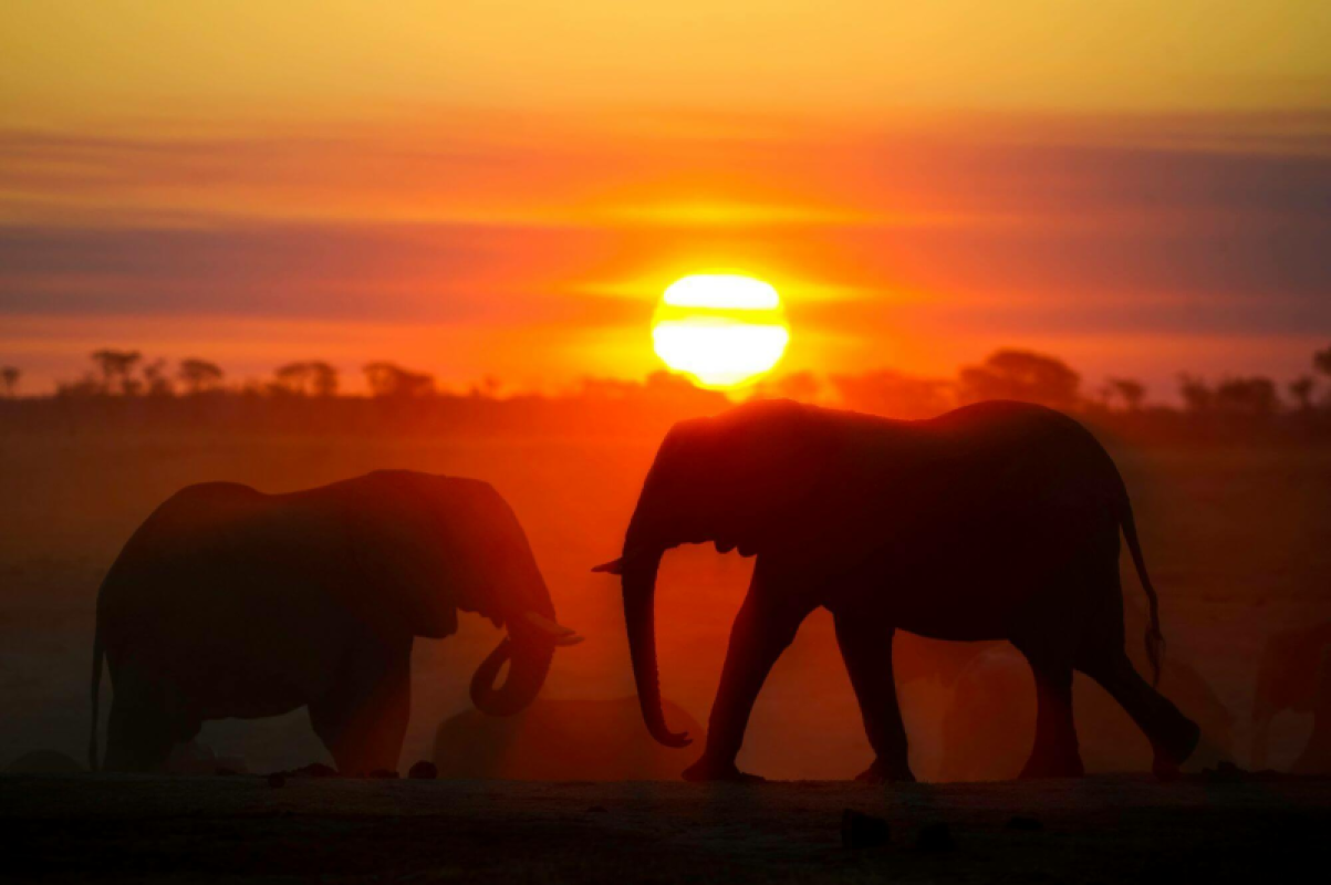 Hwange Nationalpark