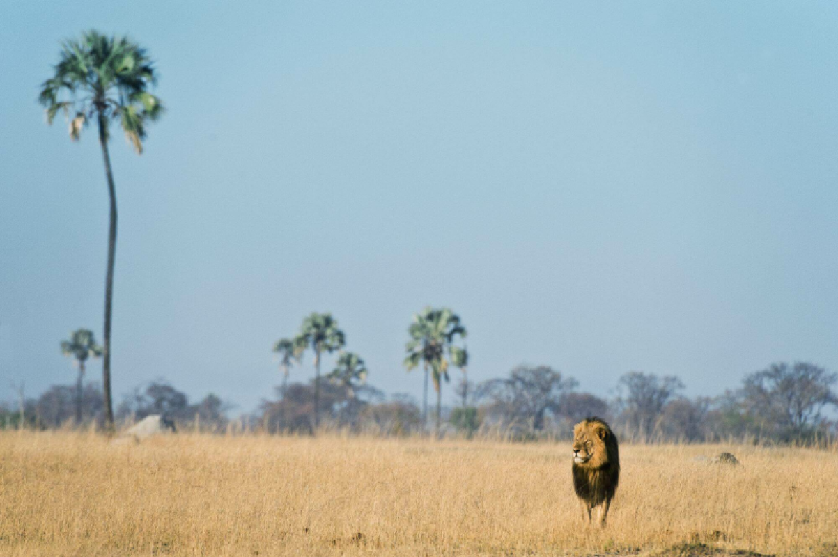 Hwange Nationalpark
