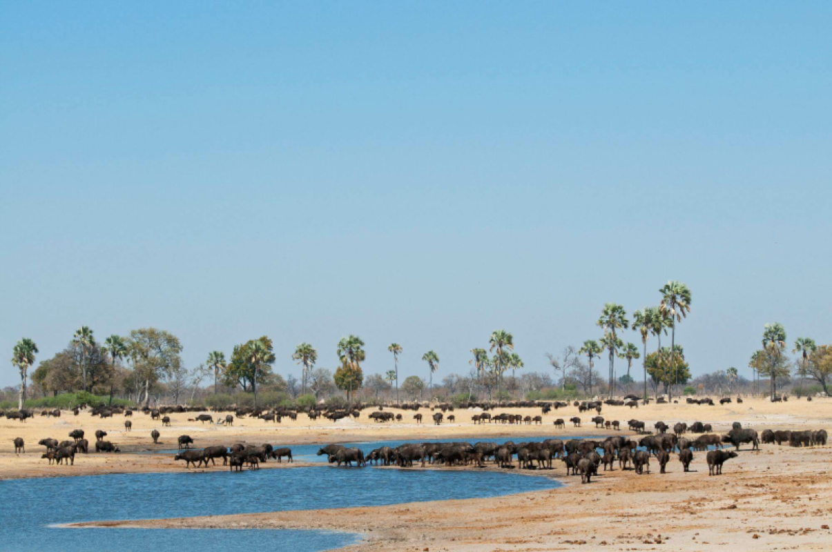 Hwange Nationalpark