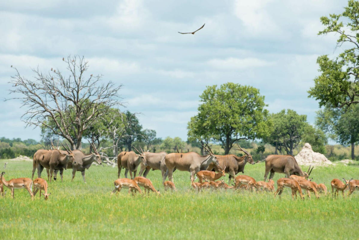 Hwange Nationalpark