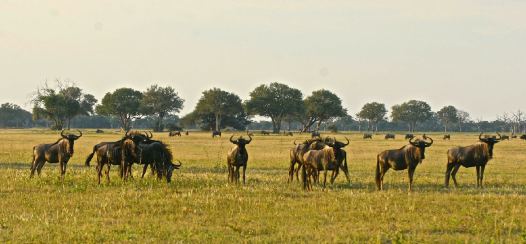 Hwange Nationalpark