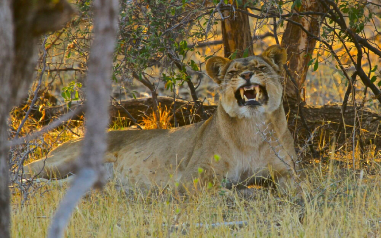 Hwange Nationalpark