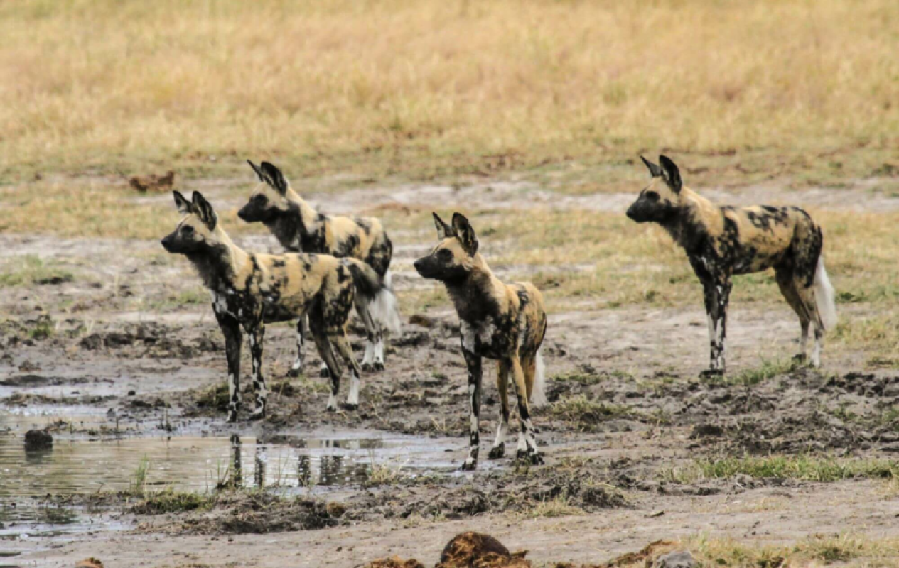 Hwange Nationalpark