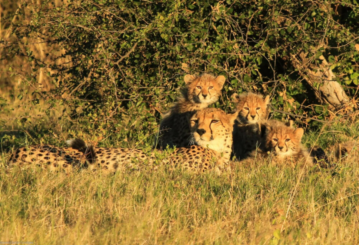 Hwange Nationalpark