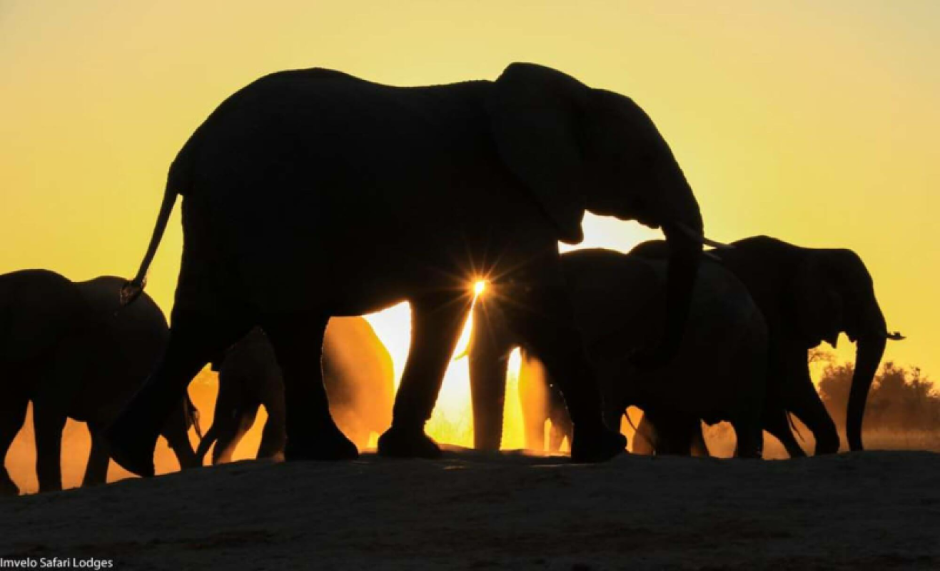 Hwange Nationalpark