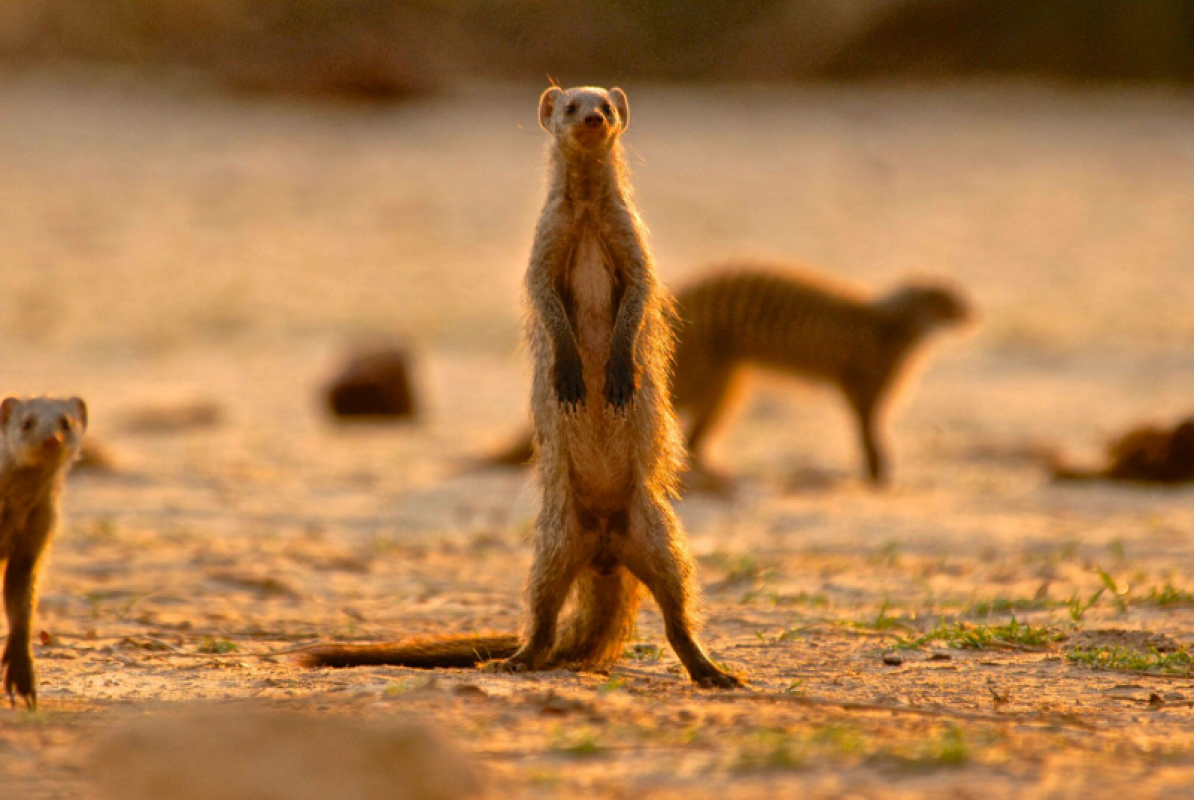 Hwange Nationalpark