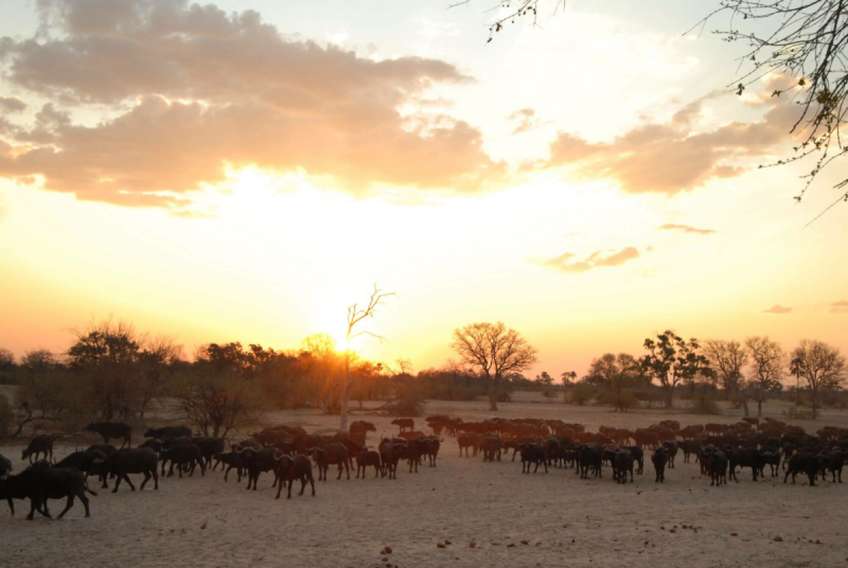 Hwange Nationalpark