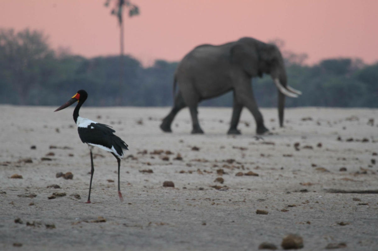 Hwange Nationalpark