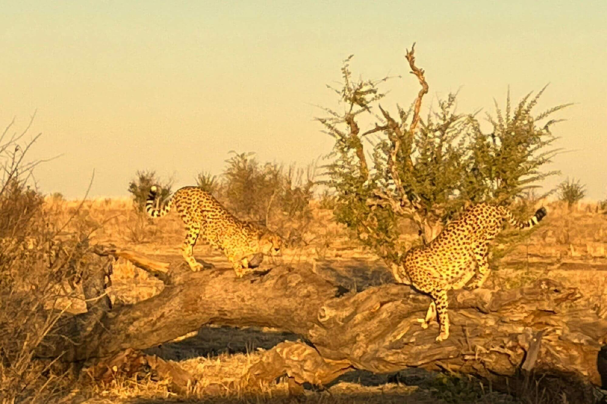Hwange Nationalpark