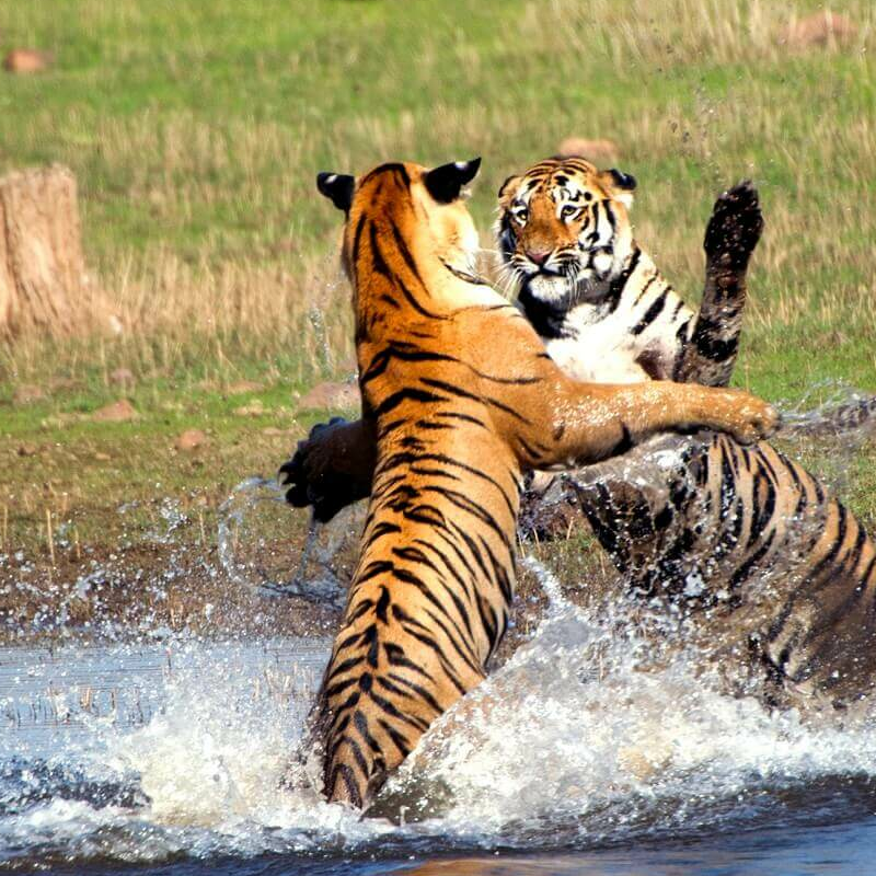 Wild India
