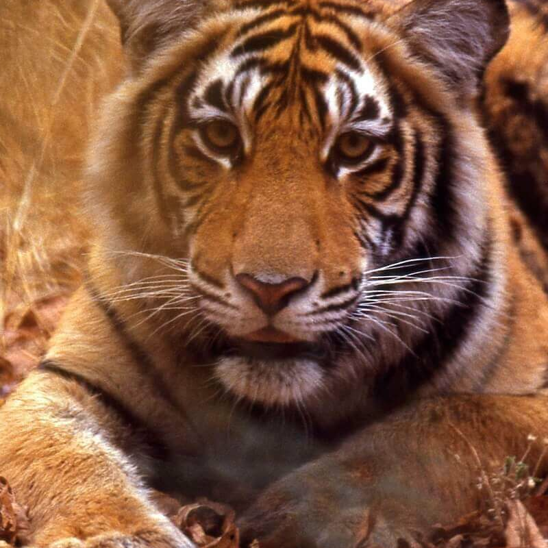 Wild India