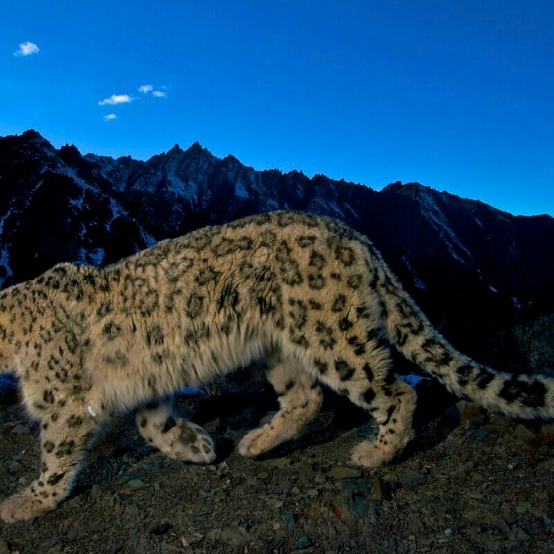 Wild India