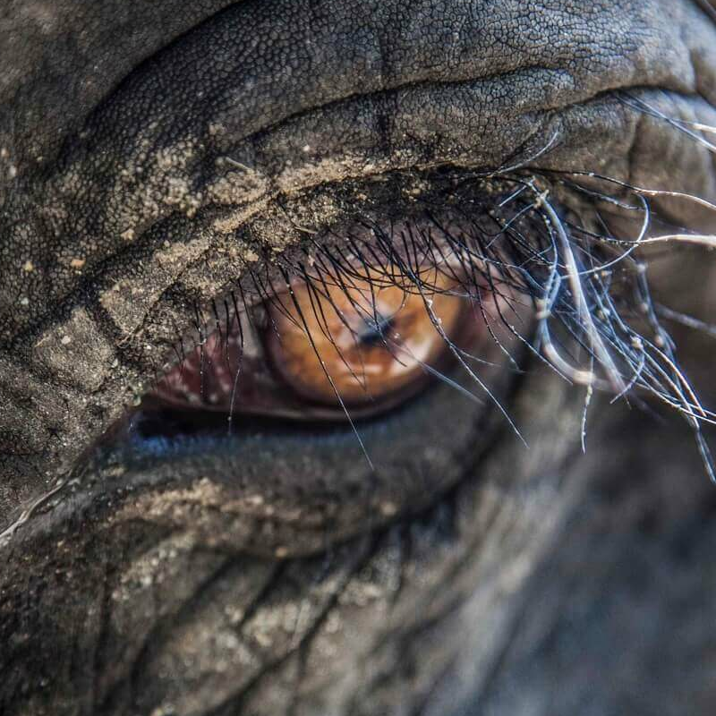 Wild India
