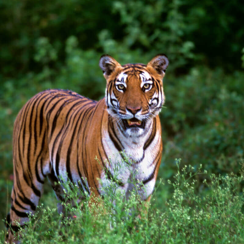 Wild India