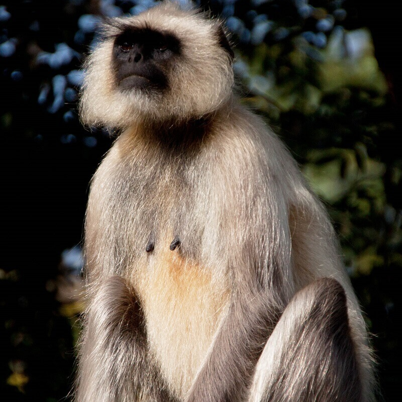 Wild India