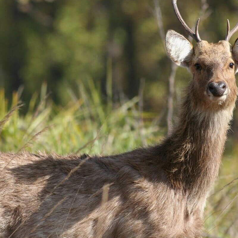 Wild India