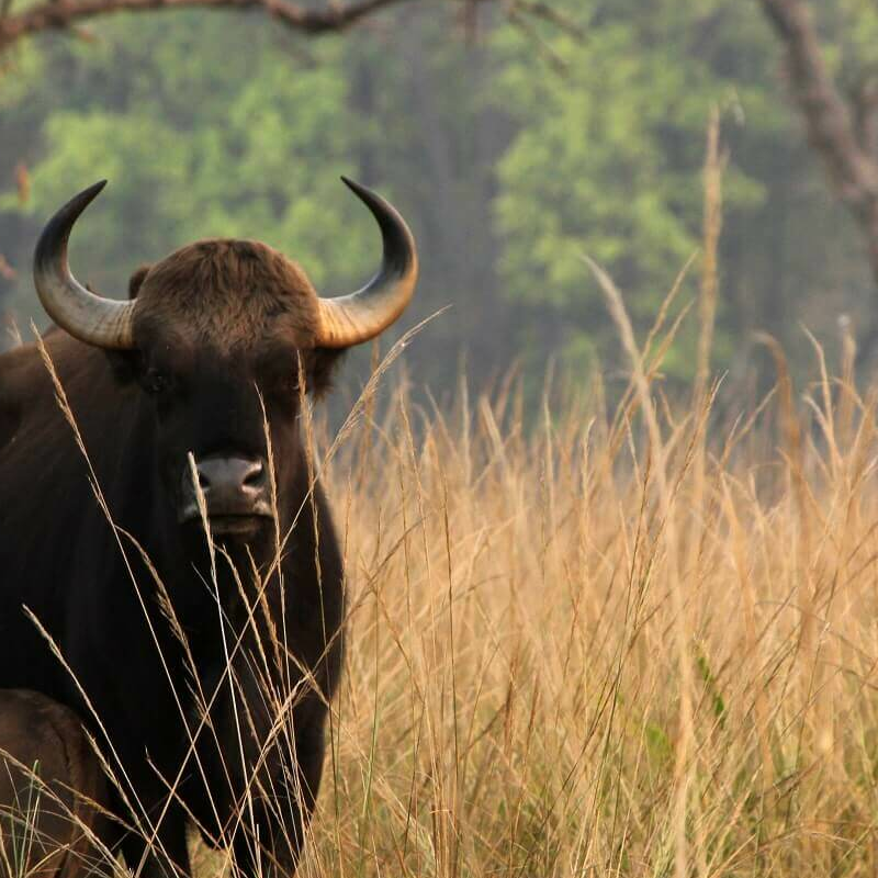 Wild India