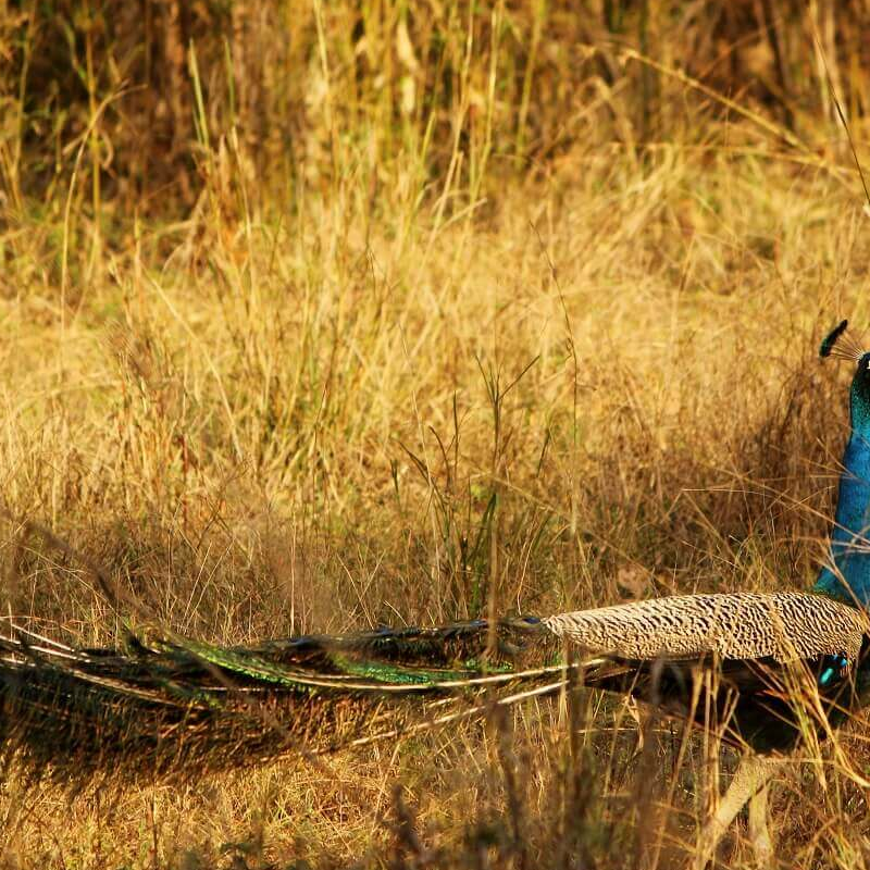 Wild India