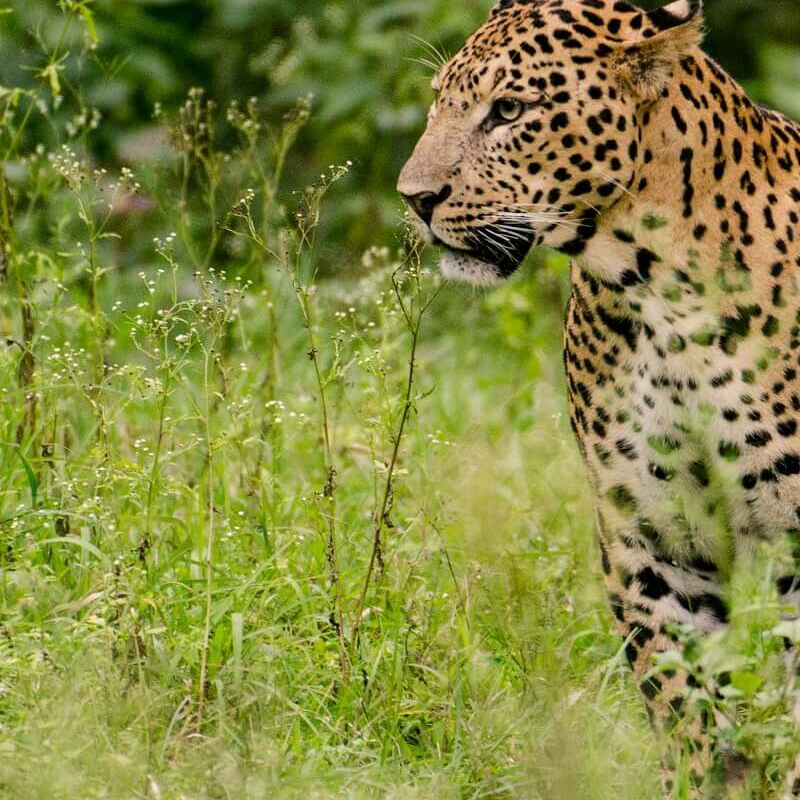 Wild India