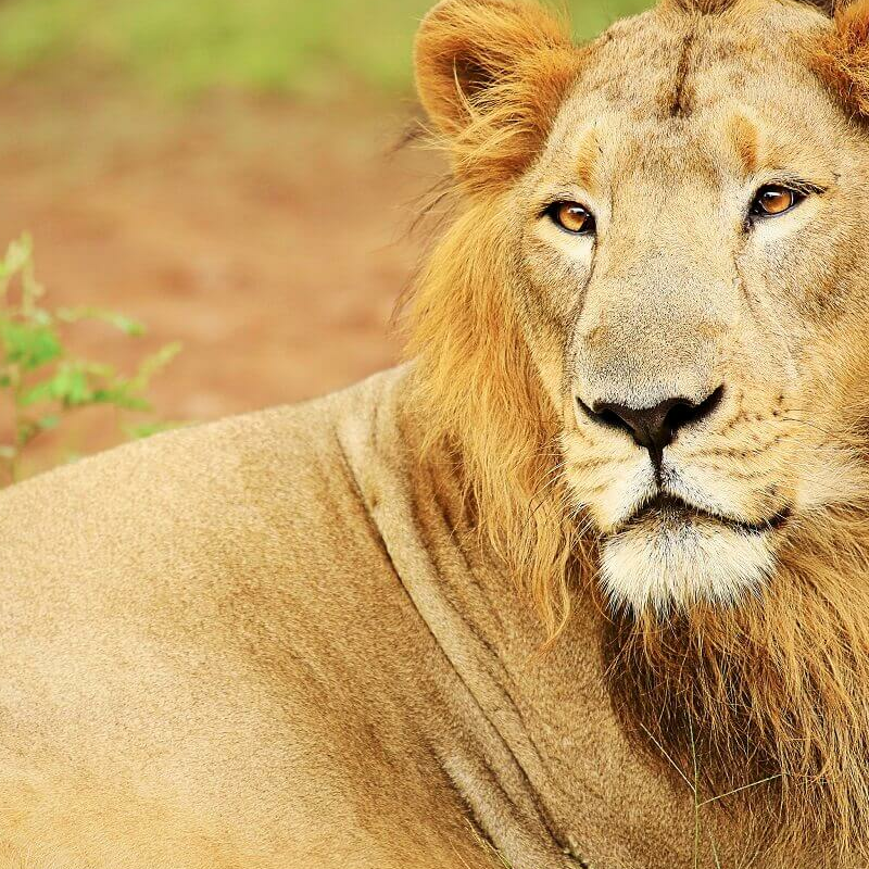 Wild India
