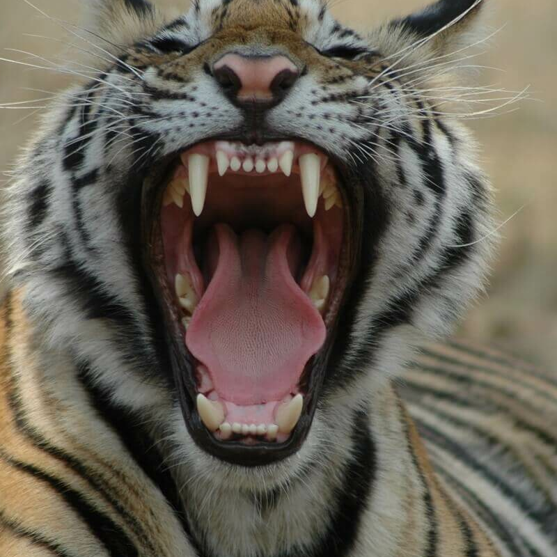 Wild India
