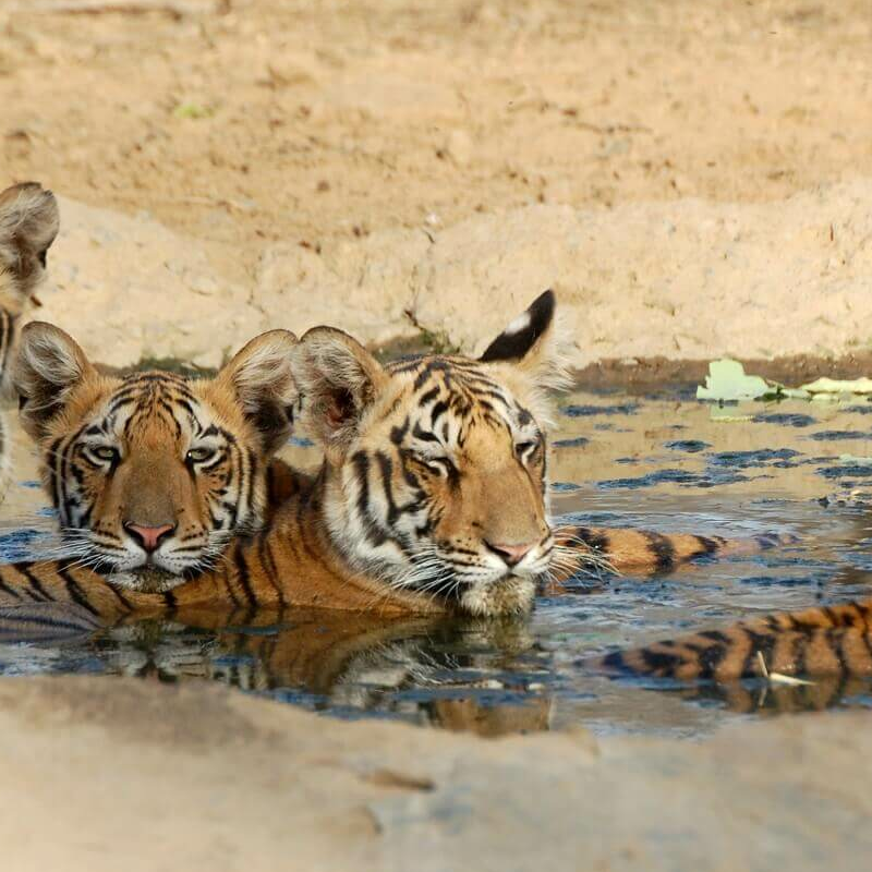 Wild India
