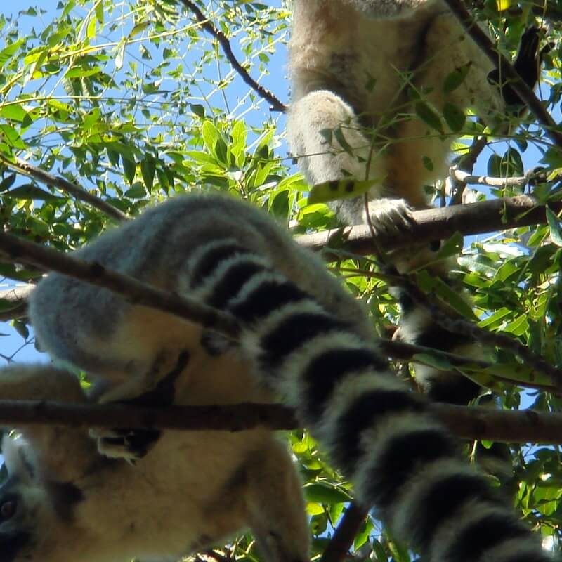 Isalo Nationalpark