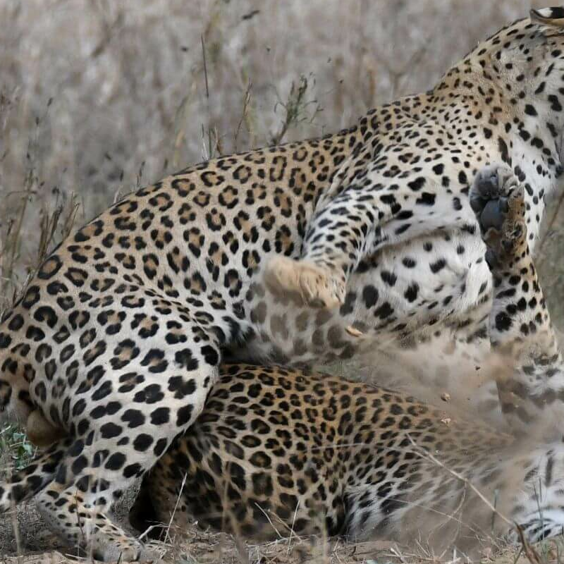 Jhalana Leopard Reserve