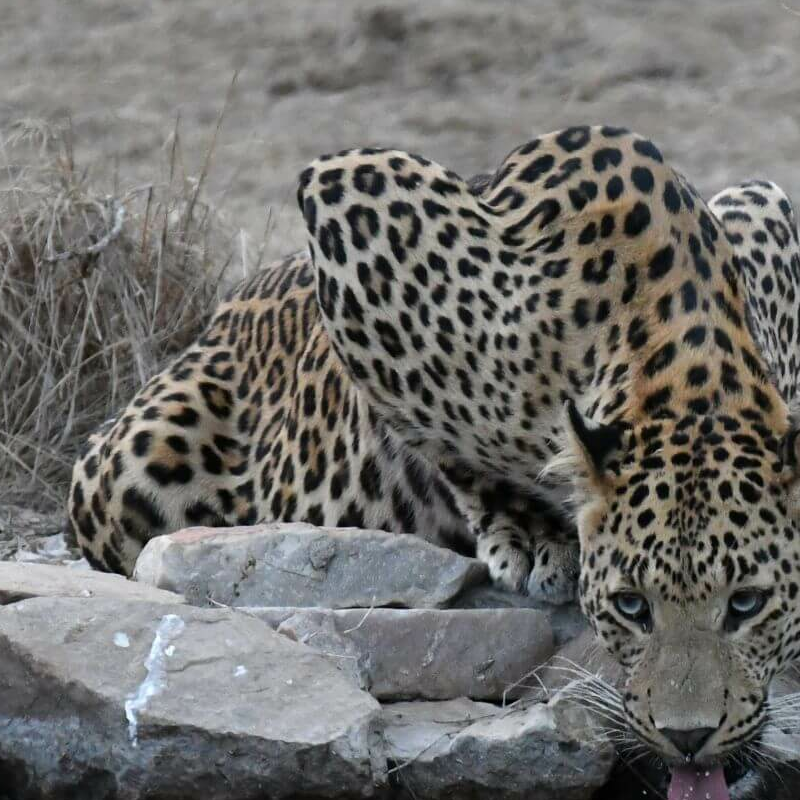 Jhalana Leopard Reserve