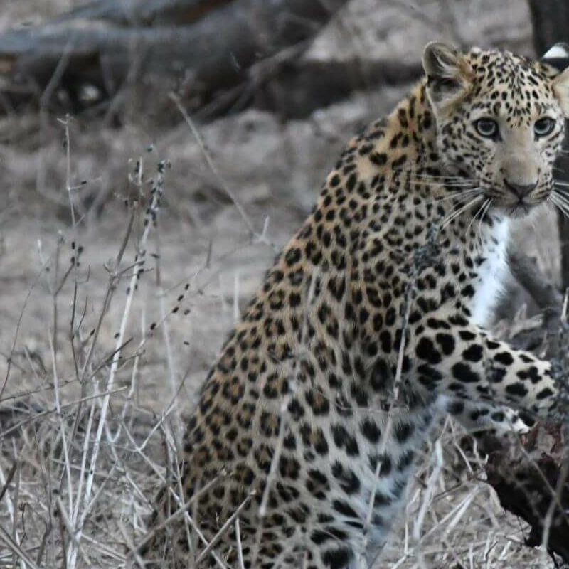 Jhalana Leopard Reserve