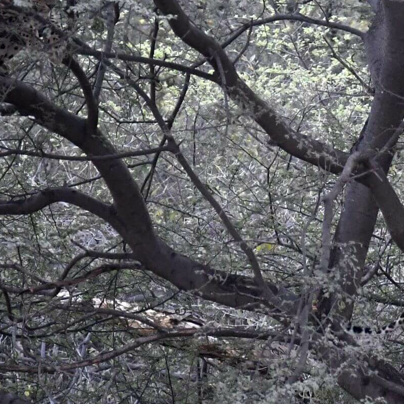 Jhalana Leopard Reserve