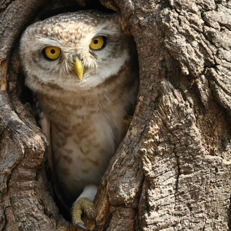 Jhalana Leopard Reserve