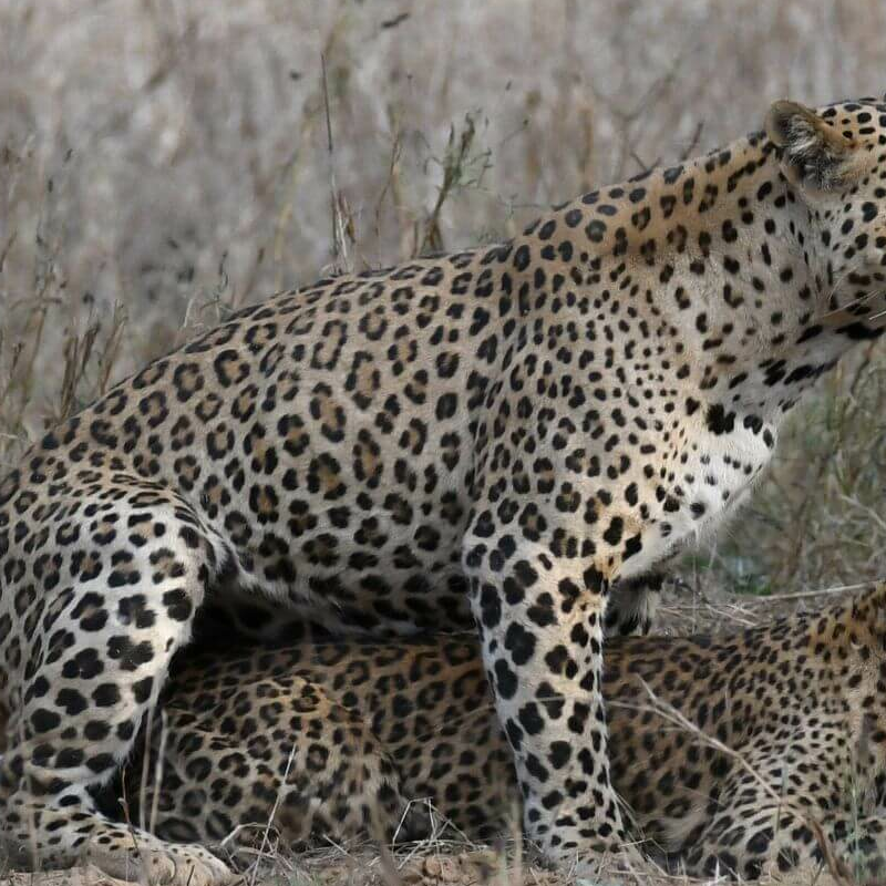 Jhalana Leopard Reserve