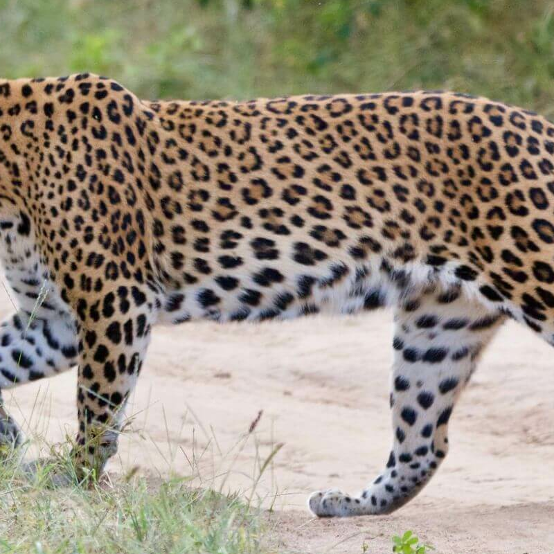 Jhalana Leopard Reserve