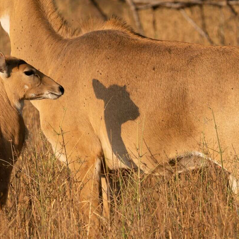 Jhalana Leopard Reserve