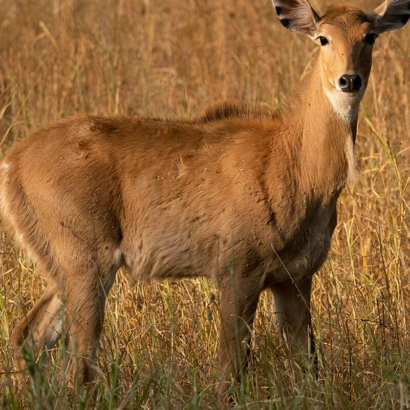 Jhalana Leopard Reserve