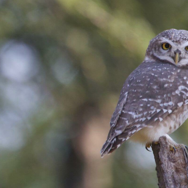 Jhalana Leopard Reserve