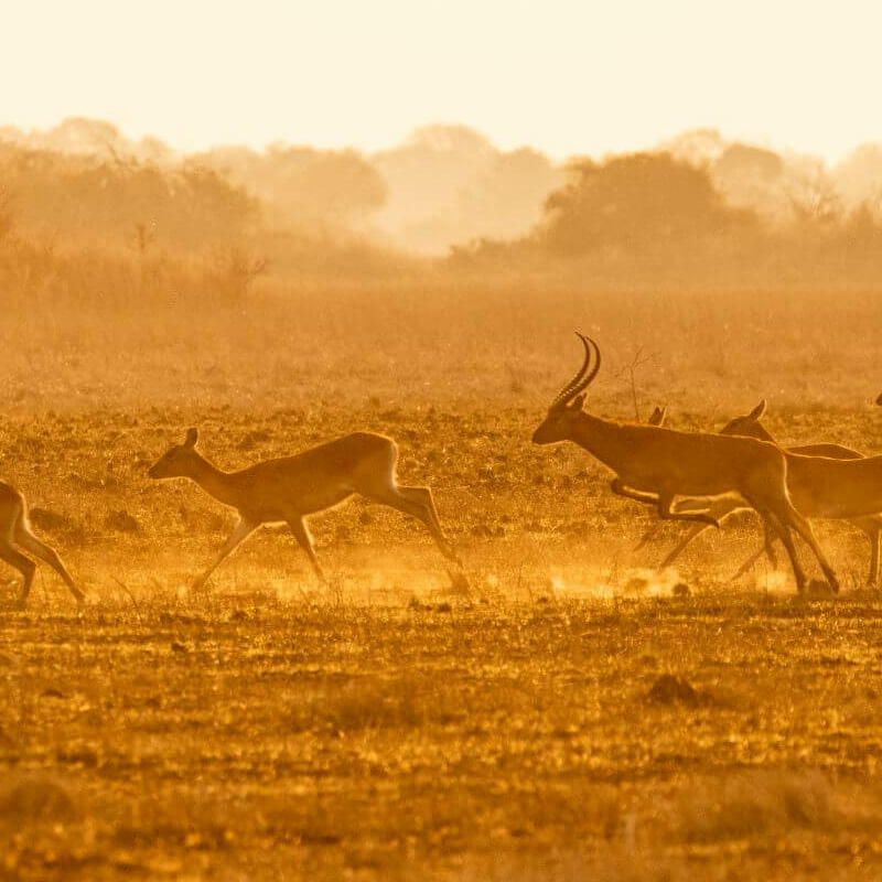 Kafue Nationalpark