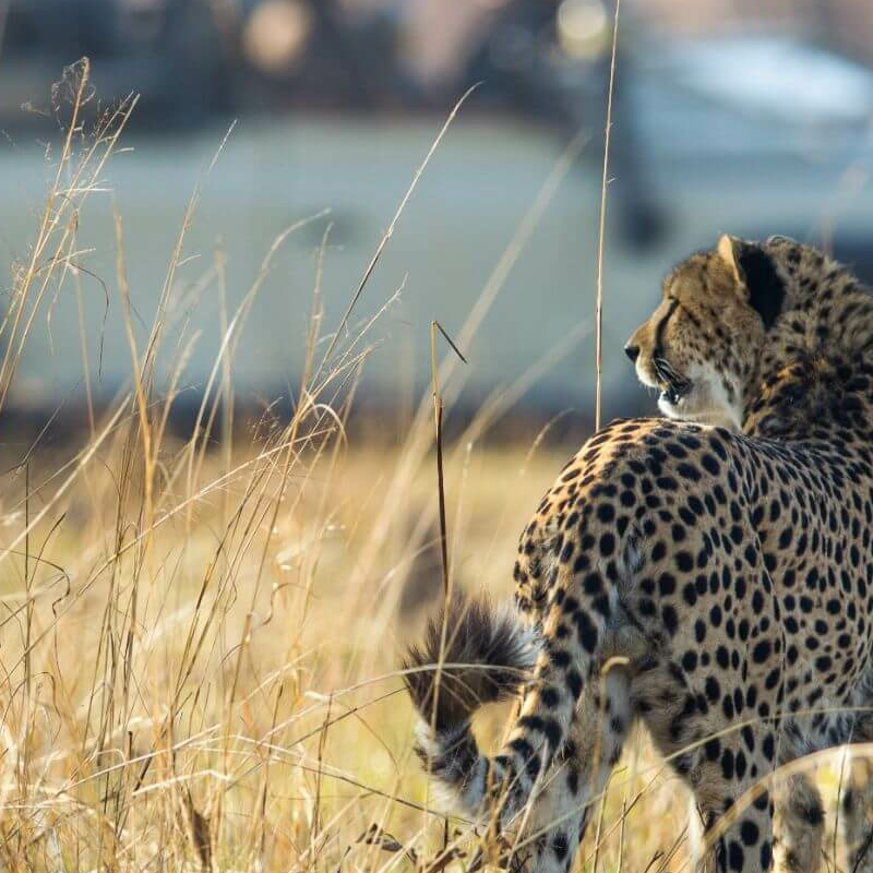 Kafue Nationalpark